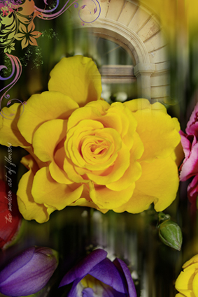 Bild 1-Gelbe Rose
