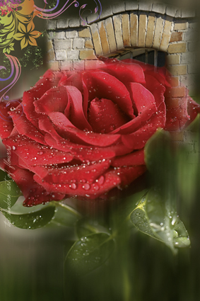 Bild 5-Rote Rose