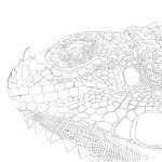 Leguan lizard Skizze