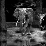 A perfect night Elefanten