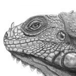 Leguan lizard schwarz / weiss illustriert
