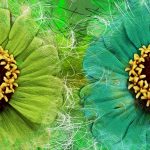 Mystery of flowers 1