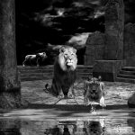 A perfect night Löwen