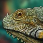 Leguan lizard koloriert