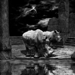 A perfect night Nashörner