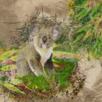 Wild life Koala