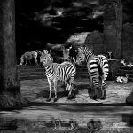 A perfect night Zebras